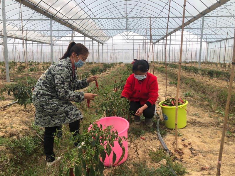 沙河子园艺场最新新闻动态报道