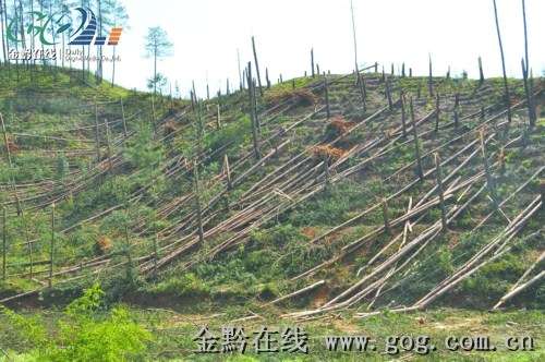 峻岭林场最新天气预报详解