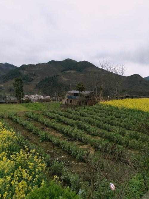 西兰乡最新天气预报通知