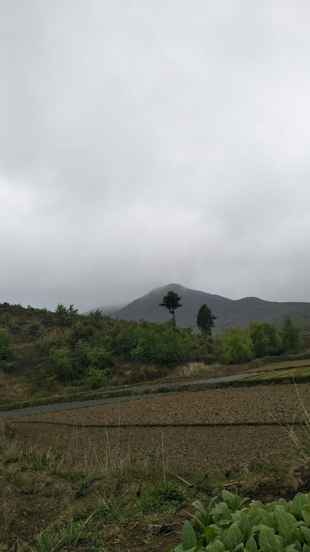 高山乡最新天气预报