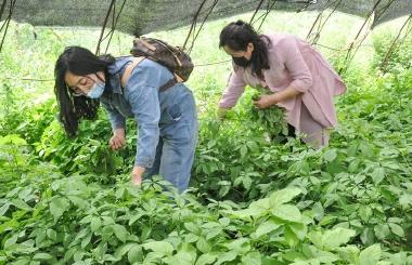 大平房镇新项目，地区发展的强大引擎