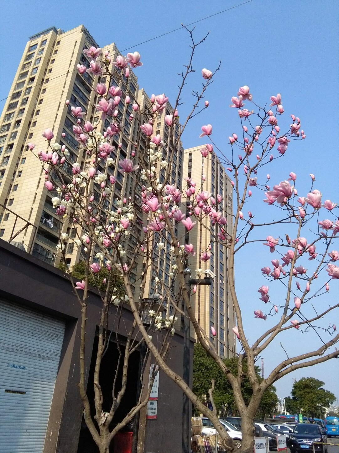 梅湾街道天气预报更新通知